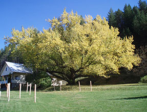 Photo of Verbrugge Oak Tree - Verbrugge Environmental Center. Link to the story.